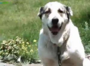 Волкодав и кавказская пастушья порода