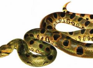 В дом заползла змея