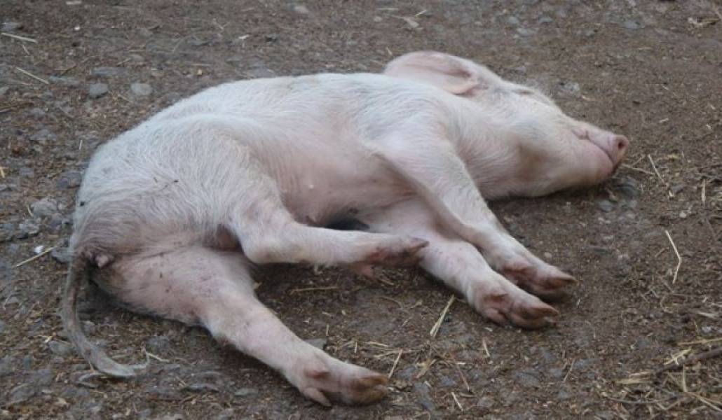 fb30227cdd519389f2c2bd23a102a0a9