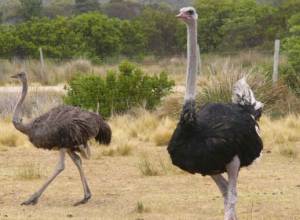 Африканские страусы живут в селе Джрашат