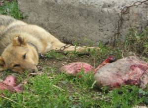 Волки задрали 20 овец