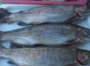 "Нам не нужен искуственный ишхан"