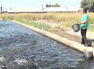 Ձկնաբուծությունը ծախսատար է ու ոչ շահութաբեր