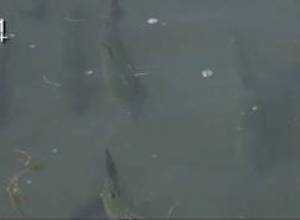 Ինչու է բանջարեղենից ձկան համ գալիս