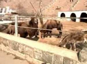 Արջերն ու գայլերը կապրեն նույն ազատավանդակում