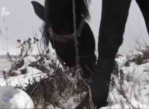 Կարտոֆիլն ու կաղամբը մնացել են ձյան տակ