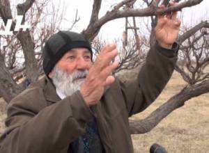 Ինչպես ծառերը փրկել ցրտահարումից