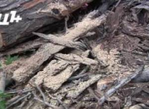 Բյուզանդի փողոցի հատված ծառերը՝ կարիքավոր ընտանիքներին