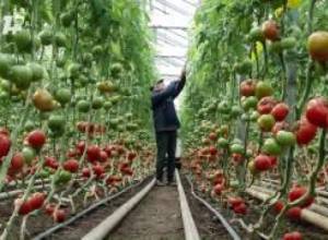 «Բիզնեսների կործանման պատճառը բանկն ու իր վարկերն են»