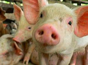 Outbreak of African plague kills 38 pigs in Shirak