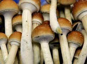 Food poisoning continues in Armenia