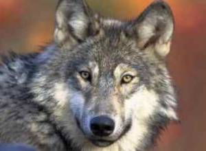 Wolves attacked