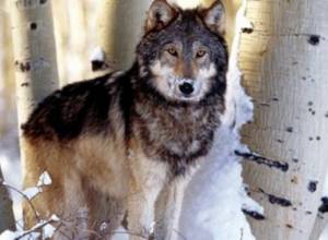 Who can hunt wolves?