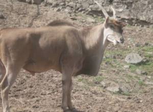 Animals starve in the zoo