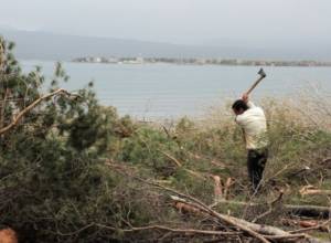 Tree cutting continues