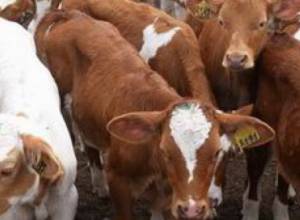 Jaundice detected in animals in Aragatsontn marz