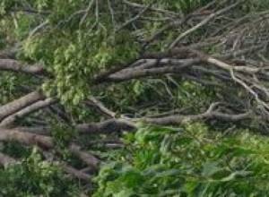 Green spaces shrink in Georgian capital