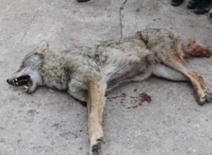 Another wolf killed in Armenia