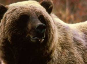 Bears attack park employees in Japan, kill two