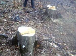 Tree cutting at Victory Park