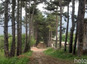 Water pipeline to harm pine trees