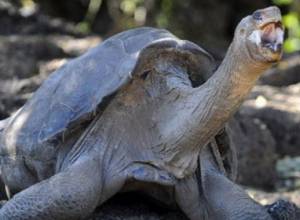 Last Pinta giant tortoise Lonesome George dies
