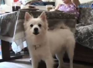 Dog receives diploma