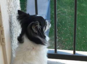 Dog trapped between bars
