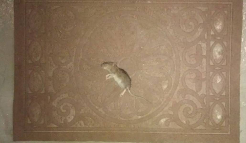 35f5d16e98f487db19b76cb6e88317e1