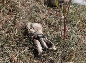 Police on illegal hunting