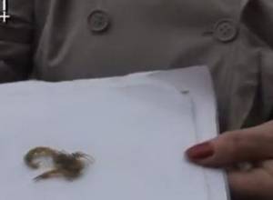 Look! We spend nights with this scorpion...