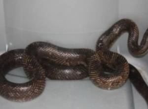 Snake found in nursery school in Yerevan