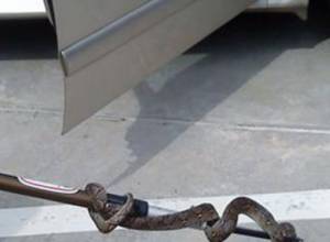 Snake found in car