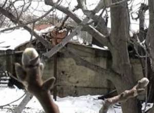 Անօգուտ է անգամ այգիներում ծխեցումը