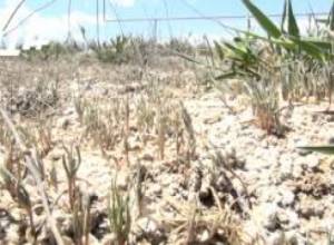 Արարատյան դաշտավայրը անապատացման վտանգի տակ է