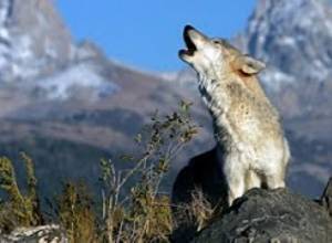 Գայլերին ոչ թե պետք է ոչնչացնել, այլ պարզել պատճառը, թե ինչու են նրանք ակտիվացել