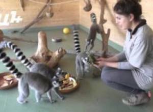 Ինչ սպասել կապիկի տարուց