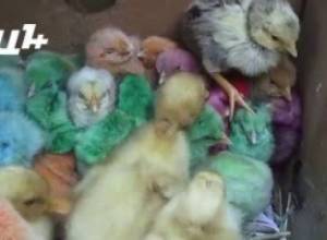 Ներկված ճուտիկները՝ սպառնալիք մարդու առողջությանը