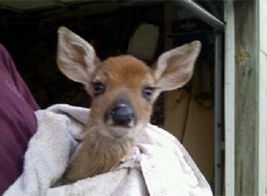 Олень, упавший в реку Агстев, был извлечен без повреждений