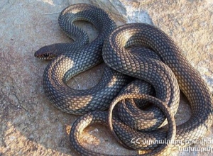 В припаркованный «Opel Astra» вползла змея