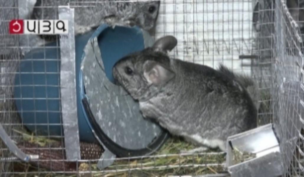 1557244712_shinshila