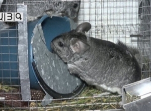 Шиншилла хорошо себя чувствует в Ширакской области