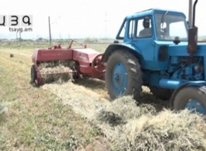 Трава плохо выросла, почти нечего нести домой с поля