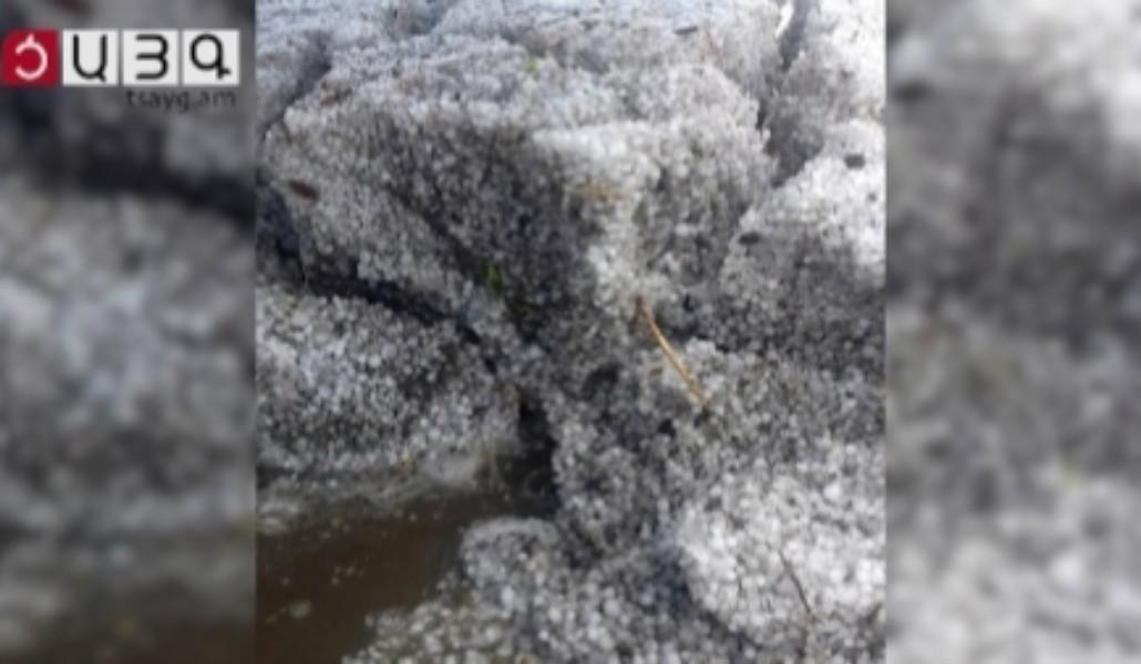 1561653561_karkut-foto