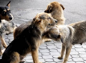Wandering dogs attacking people