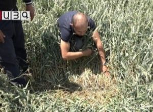 В Шираке подсчитывают ущерб от града