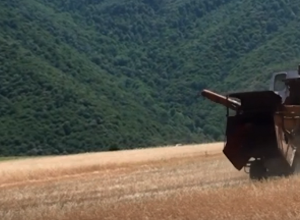 Урожай зерновых в этом году очень низкий: глава общины