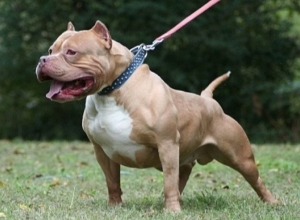 В Норагавите питбул забрался во двор, спасатели усыпили пса