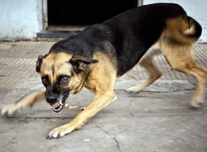 В квартале Ваагни собаки напали на жителей