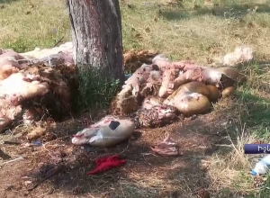 Մորթված գառների մնացորդներ՝ ծառերի տակ (լուսանկարներ)